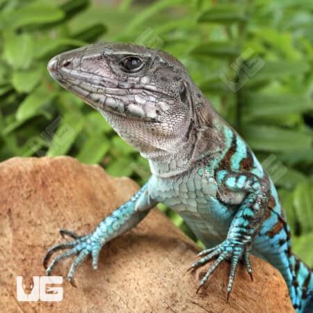 Rainbow Amievas For Sale - Underground Reptiles