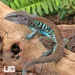 Rainbow Amievas For Sale - Underground Reptiles