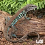 Rainbow Amievas For Sale - Underground Reptiles