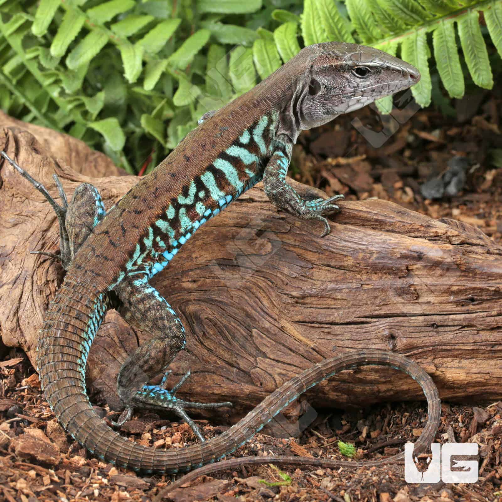 ug_Rainbow Ameiva_3 Rainbow Amievas For Sale - Underground Reptiles