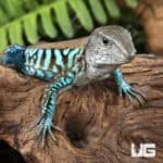 Rainbow Amievas For Sale - Underground Reptiles