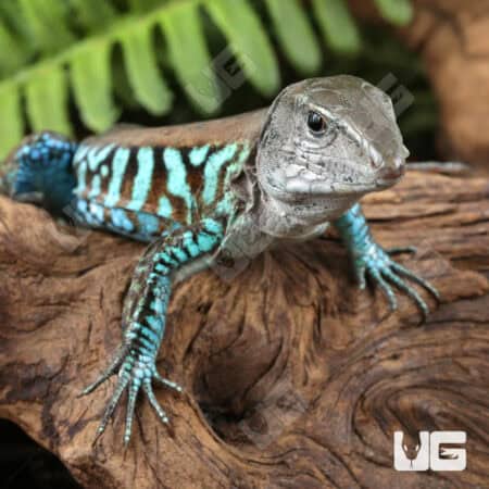 Rainbow Amievas For Sale - Underground Reptiles