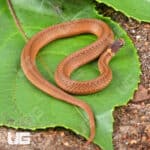 Red Bellied Snake For Sale - Underground reptiles