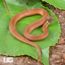 Red Bellied Snake For Sale - Underground reptiles