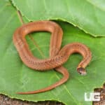 Red Bellied Snake For Sale - Underground reptiles