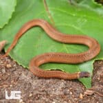Red Bellied Snake For Sale - Underground reptiles