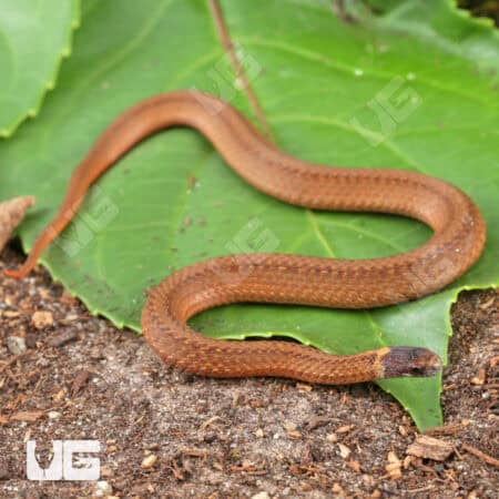 Red Bellied Snake For Sale - Underground reptiles