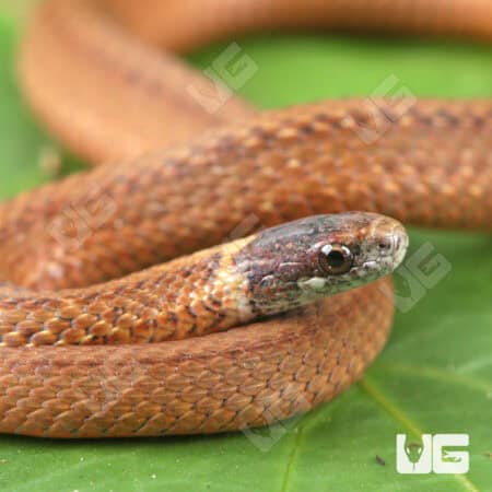 Red Bellied Snake For Sale - Underground reptiles