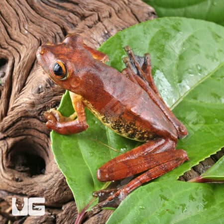 Rosenberg's Tree Frog For Sale - Underground Reptiles