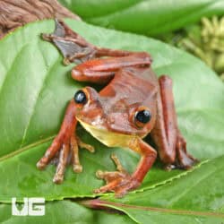 Rosenberg's Tree Frog For Sale - Underground Reptiles