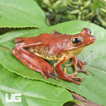 Rosenberg's Tree Frog For Sale - Underground Reptiles