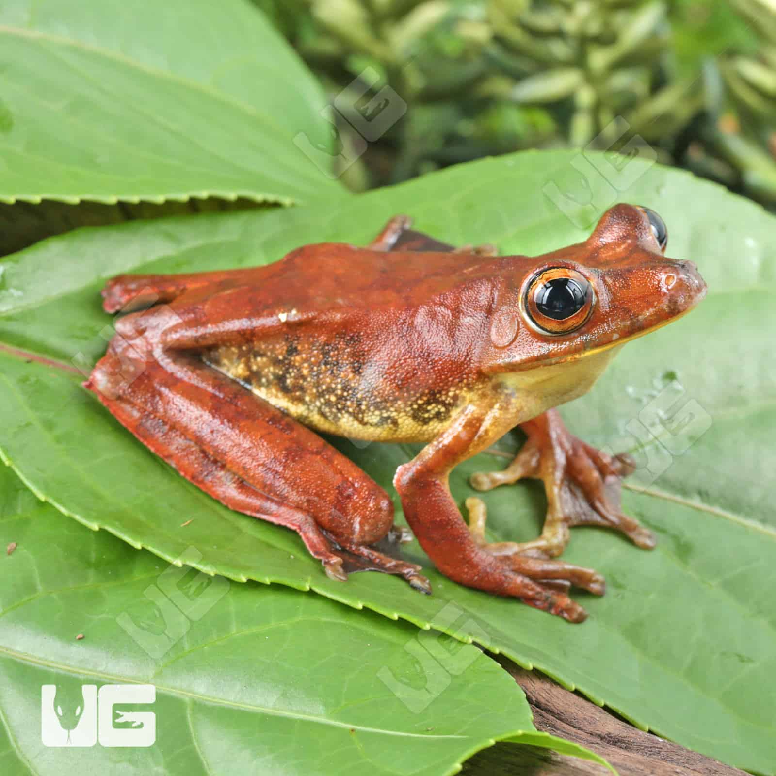 Rosenberg's Tree Frog For Sale - Underground Reptiles