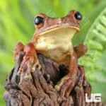 Rosenberg's Tree Frog For Sale - Underground Reptiles