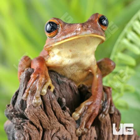 Rosenberg's Tree Frog For Sale - Underground Reptiles