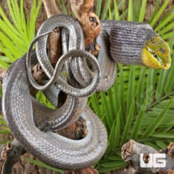 Red Tailed Green Ratsnakes for sale - Underground Reptiles