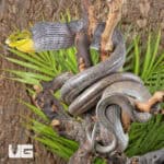 Red Tailed Green Ratsnakes for sale - Underground Reptiles