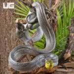 Red Tailed Green Ratsnakes for sale - Underground Reptiles