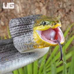 Red Tailed Green Ratsnakes for sale - Underground Reptiles