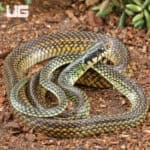 Speckled Racer (Drymobius margaritiferus) For Sale - Underground Reptiles