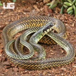Speckled Racer (Drymobius margaritiferus) For Sale - Underground Reptiles