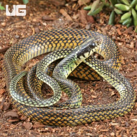 Speckled Racer (Drymobius margaritiferus) For Sale - Underground Reptiles