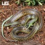 Speckled Racer (Drymobius margaritiferus) For Sale - Underground Reptiles