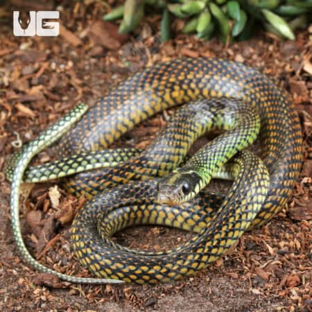 Speckled Racer (Drymobius margaritiferus) For Sale - Underground Reptiles