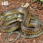 Speckled Racer (Drymobius margaritiferus) For Sale - Underground Reptiles