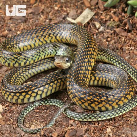 Speckled Racer (Drymobius margaritiferus) For Sale - Underground Reptiles