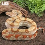 T+ Sunglow Fire Boa For Sale - Underground Reptiles
