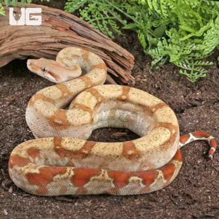 T+ Sunglow Fire Boa For Sale - Underground Reptiles