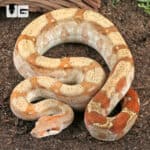T+ Sunglow Fire Boa For Sale - Underground Reptiles