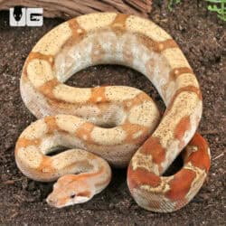 T+ Sunglow Fire Boa For Sale - Underground Reptiles