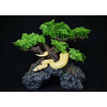 KomodoBonsaiHide-2