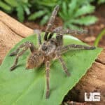Rear Horn Baboon Tarantula (Ceratogyrus darlingi) For Sale - Underground Reptiles