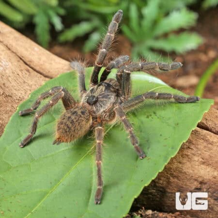 Rear Horn Baboon Tarantula (Ceratogyrus darlingi) For Sale - Underground Reptiles