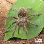 Rear Horn Baboon Tarantula (Ceratogyrus darlingi) For Sale - Underground Reptiles