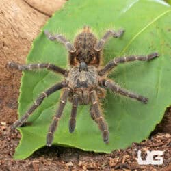 Rear Horn Baboon Tarantula (Ceratogyrus darlingi) For Sale - Underground Reptiles