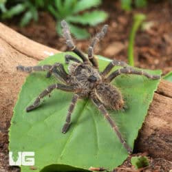 Rear Horn Baboon Tarantula (Ceratogyrus darlingi) For Sale - Underground Reptiles