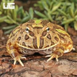 Adult Camo Pacman Frog