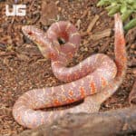 Baby Albino Hypo Florida Kingsnakes For Sale - Underground Reptiles