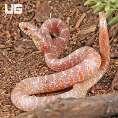 Baby Albino Hypo Florida Kingsnakes For Sale - Underground Reptiles