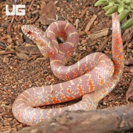 Baby Albino Hypo Florida Kingsnakes For Sale - Underground Reptiles