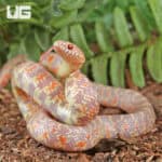 Baby Albino Hypo Florida Kingsnakes For Sale - Underground Reptiles