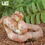 Baby Albino Hypo Florida Kingsnakes For Sale - Underground Reptiles