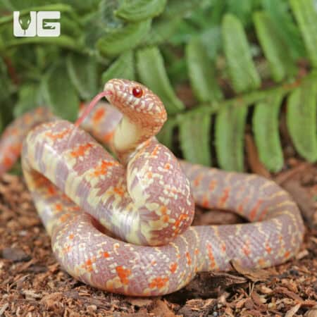 Baby Albino Hypo Florida Kingsnakes For Sale - Underground Reptiles