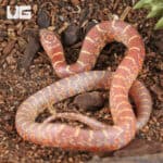 Baby Albino Hypo Florida Kingsnakes For Sale - Underground Reptiles