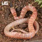 Baby Albino Hypo Florida Kingsnakes For Sale - Underground Reptiles