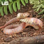 Baby Albino Hypo Florida Kingsnakes For Sale - Underground Reptiles