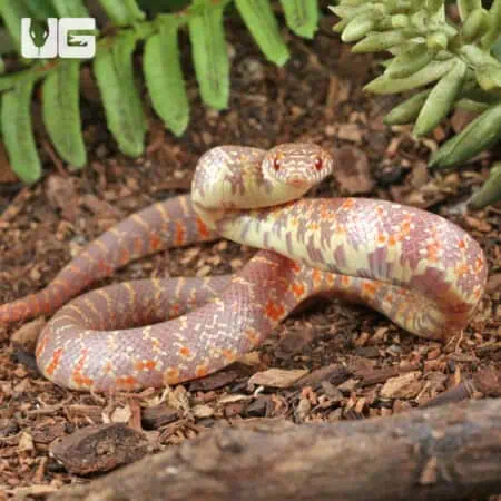 Baby Albino Hypo Florida Kingsnakes For Sale - Underground Reptiles